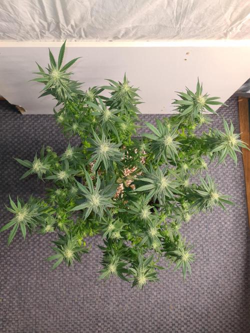 Haze Berry - Royal Queen Seeds. Week 17 - 10-10 #1 After Defol