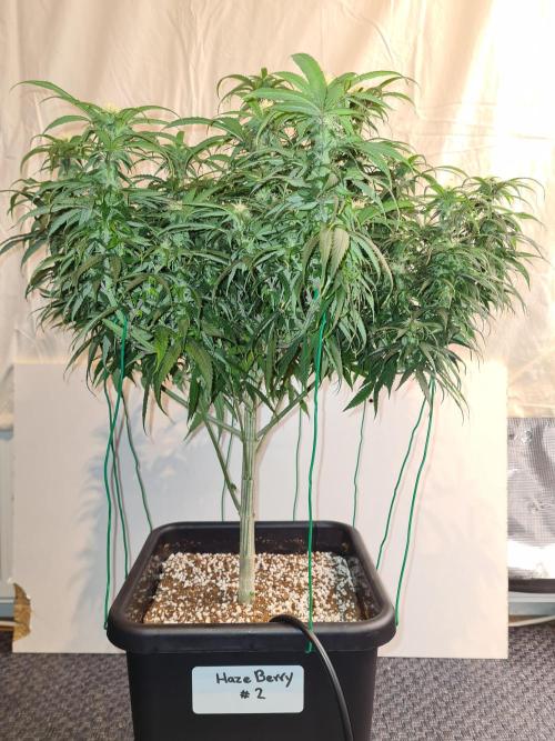 Haze Berry - Royal Queen Seeds. Week 17 - 10-10 #2 Before Defol