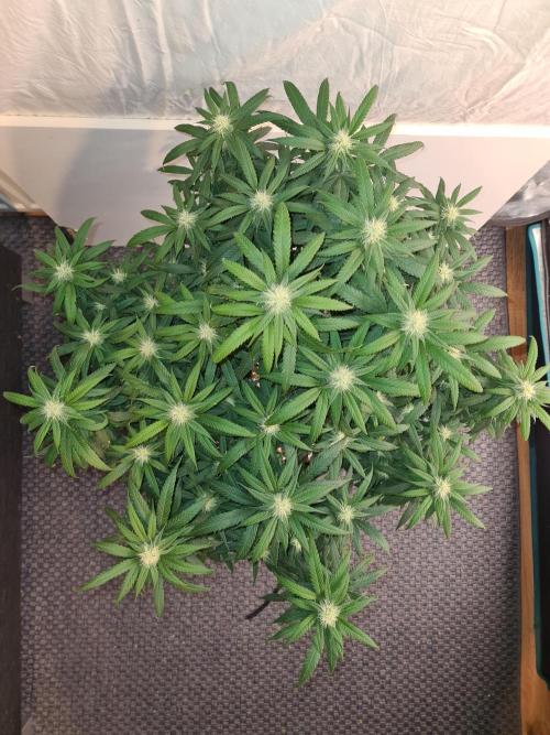 Haze Berry - Royal Queen Seeds. Week 17 - 10-10 #2 Before Defol