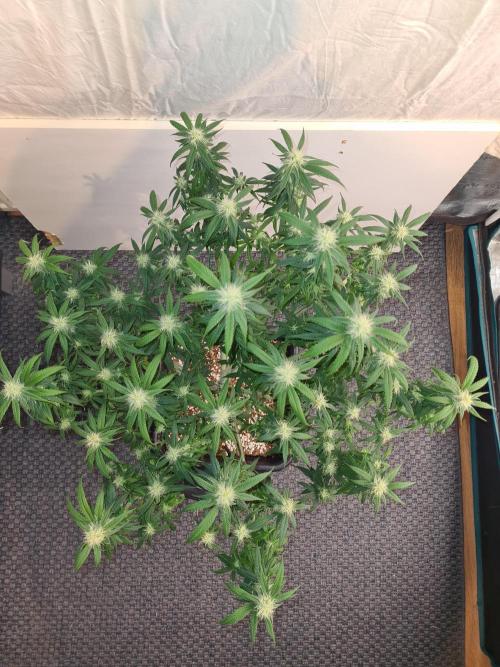 Haze Berry - Royal Queen Seeds. Week 17 - 10-10 #2 After Defol
