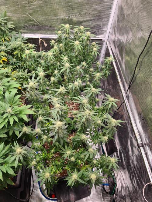 Haze Berry - Royal Queen Seeds. Week 17 - 10-10 After