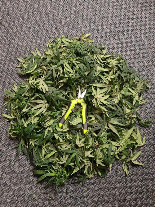 Haze Berry - Royal Queen Seeds. Week 17 - 10-10 #2