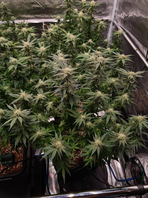 Haze Berry - Royal Queen Seeds. Week 17 - 13-10 #1