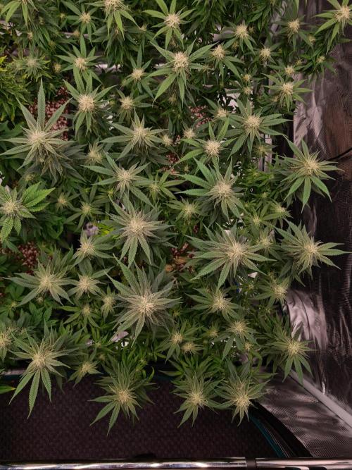 Haze Berry - Royal Queen Seeds. Week 17 - 13-10 #1