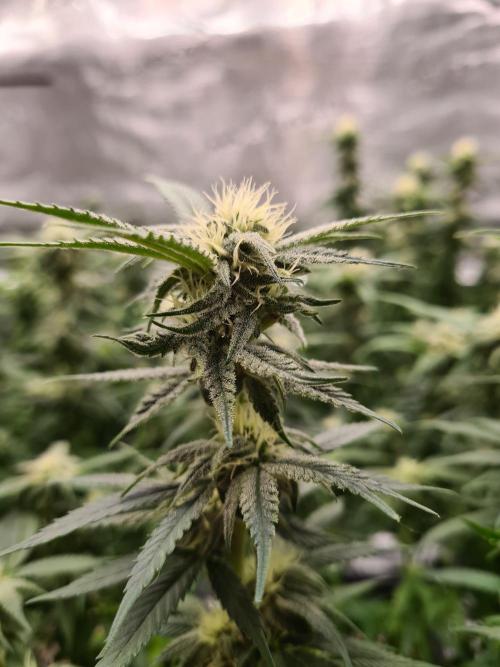 Haze Berry - Royal Queen Seeds. Week 17 - 13-10 #1