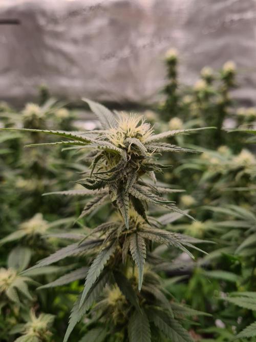 Haze Berry - Royal Queen Seeds. Week 17 - 13-10 #1