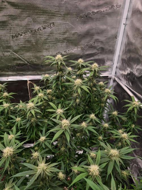Haze Berry - Royal Queen Seeds. Week 17 - 13-10 #2