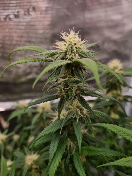 Haze Berry - Royal Queen Seeds. Week 17 - 13-10 #2