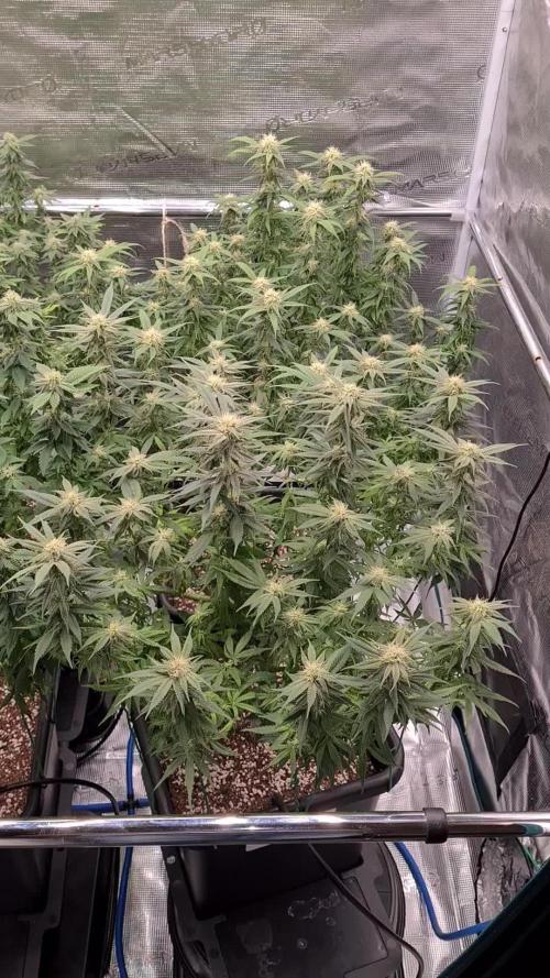 Haze Berry - Royal Queen Seeds