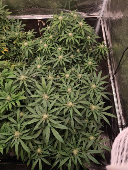 Haze Berry - Royal Queen Seeds. Week 17 - 10-10 Before