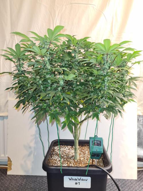 White Widow - Green House Seed Co.. Week 17 - 10-10 #1 Before Defol