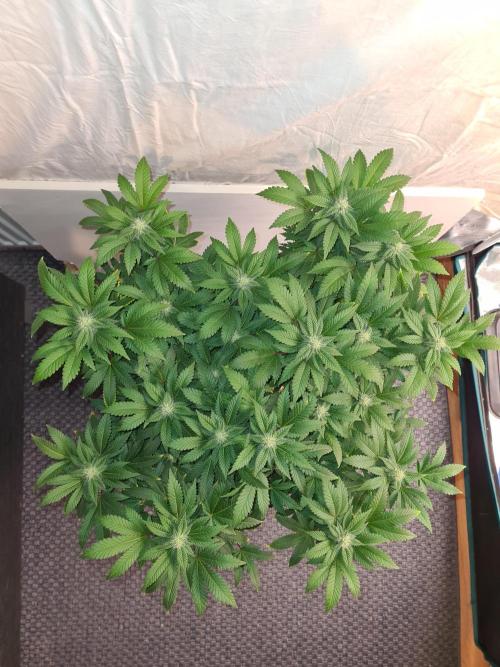 White Widow - Green House Seed Co.. Week 17 - 10-10 #1 Before Defol