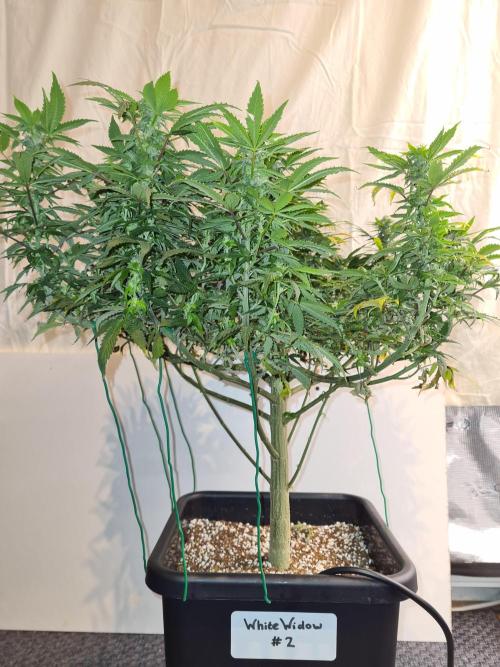 White Widow - Green House Seed Co.. Week 17 - 10-10 #2 Before Defol