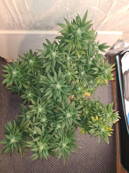 White Widow - Green House Seed Co.. Week 17 - 10-10 #2 Before Defol