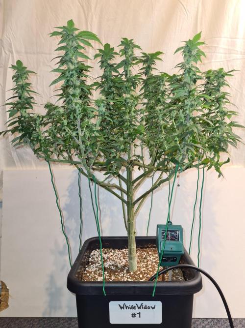 White Widow - Green House Seed Co.. Week 17 - 10-10 #1 After Defol