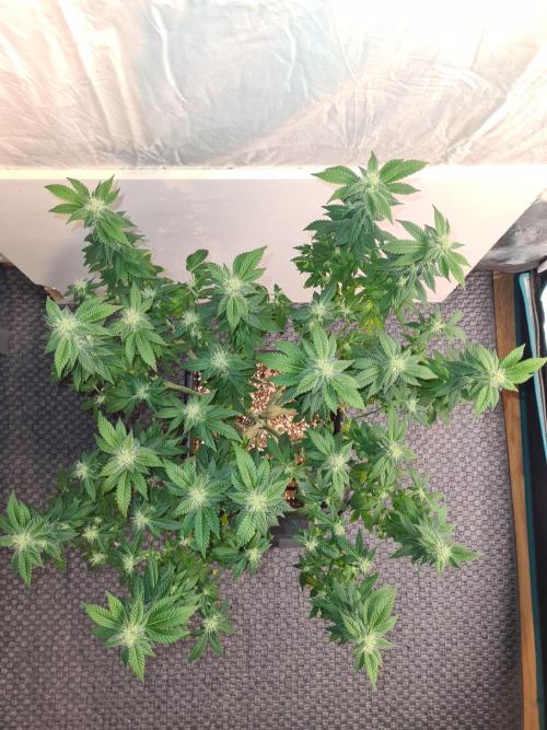 White Widow - Green House Seed Co.. Week 17 - 10-10 #1 After Defol