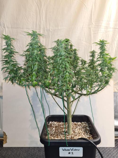 White Widow - Green House Seed Co.. Week 17 - 10-10 #2 After Defol