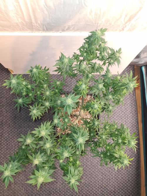 White Widow - Green House Seed Co.. Week 17 - 10-10 #2 After Defol