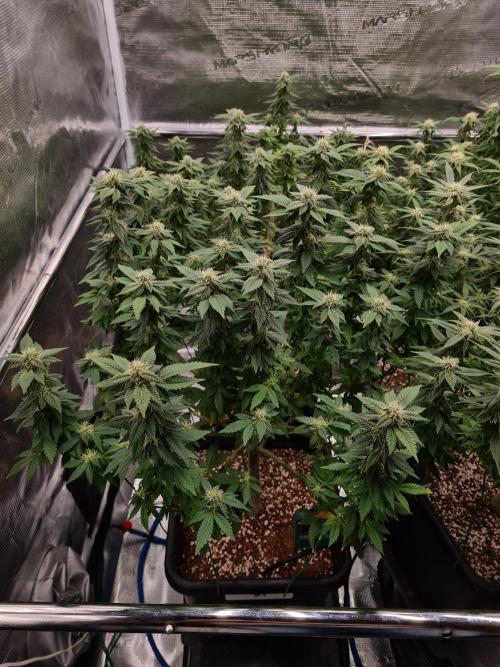 White Widow - Green House Seed Co.. Week 17 - 13-10 #1