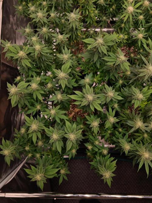White Widow - Green House Seed Co.. Week 17 - 13-10 #1
