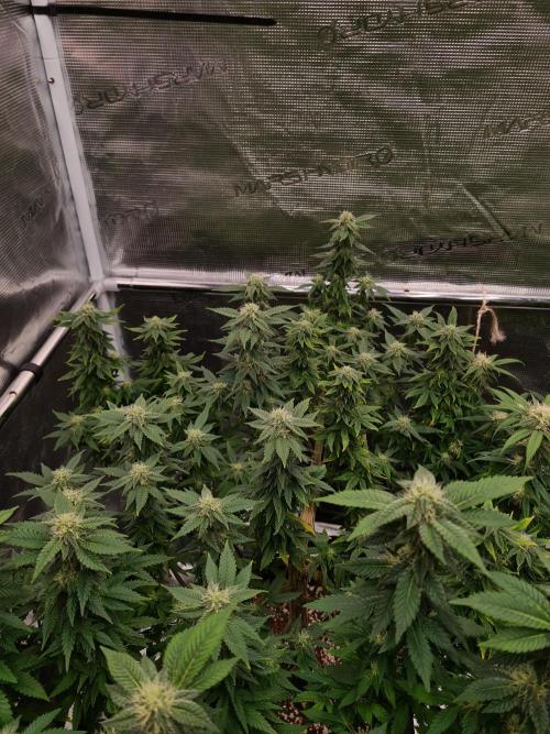 White Widow - Green House Seed Co.. Week 17 - 13-10 #2