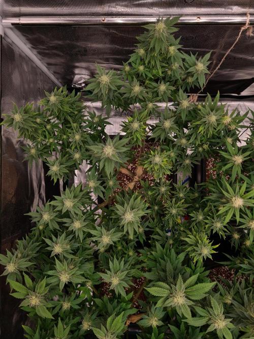 White Widow - Green House Seed Co.. Week 17 - 13-10 #2