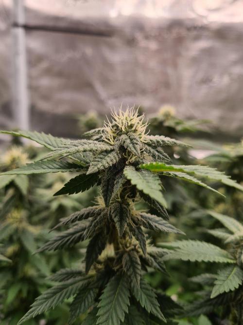 White Widow - Green House Seed Co.. Week 17 - 13-10 #1