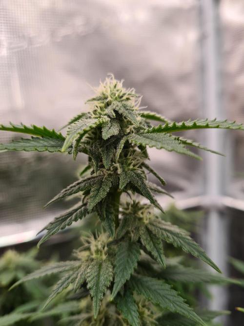 White Widow - Green House Seed Co.. Week 17 - 13-10 #2