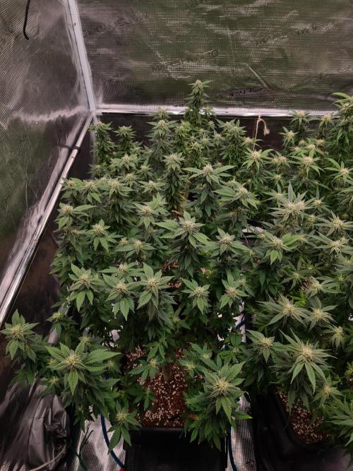 White Widow - Green House Seed Co.. Week 17 - 13-10