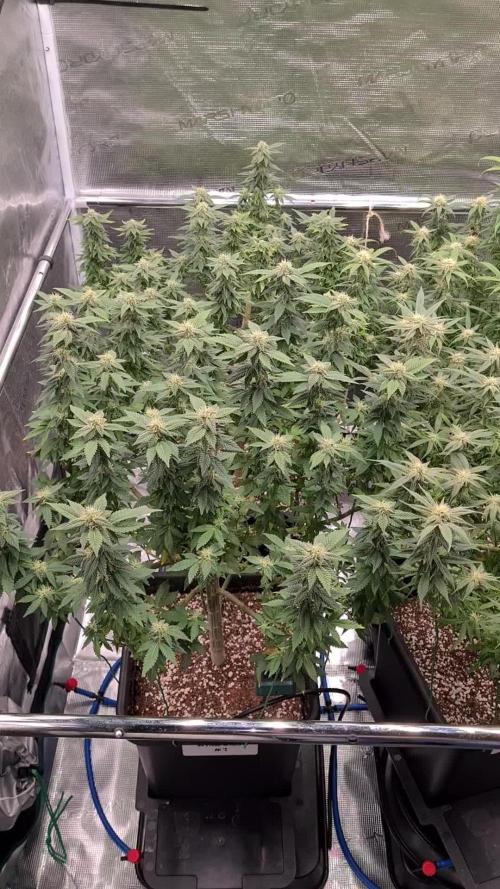 White Widow - Green House Seed Co.