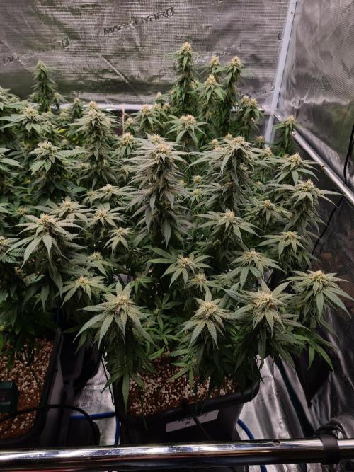 Haze Berry | Royal Queen Seeds. Week 19 - 21-10 #1