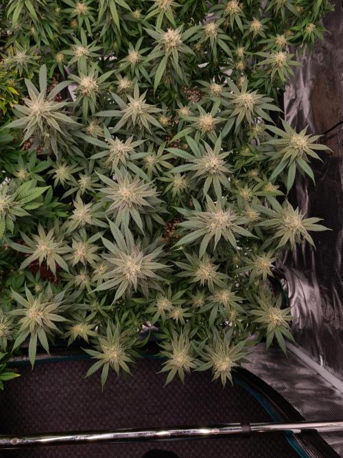 Haze Berry | Royal Queen Seeds. Week 19 - 21-10 #1