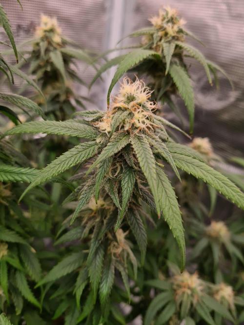 Haze Berry | Royal Queen Seeds. Week 19 - 21-10 #2