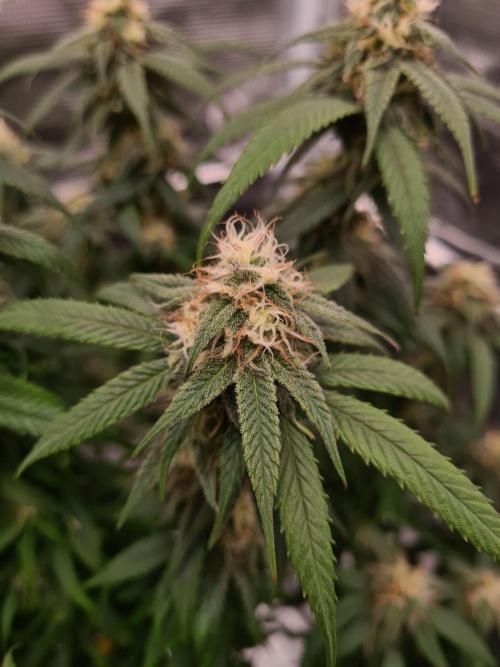 Haze Berry | Royal Queen Seeds. Week 19 - 21-10 #2