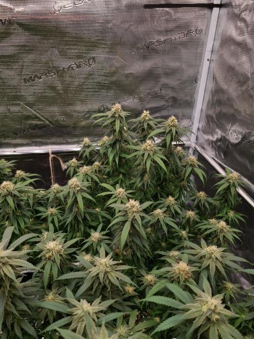 Haze Berry | Royal Queen Seeds. Week 19 - 21-10 #2