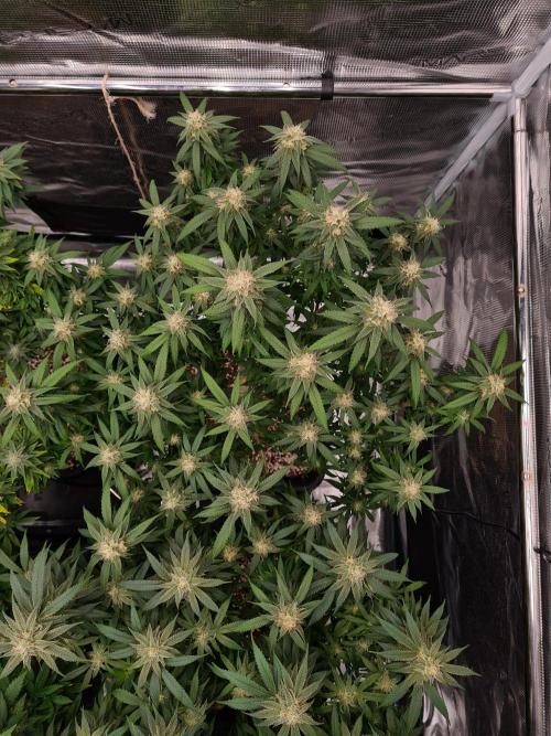 Haze Berry | Royal Queen Seeds. Week 19 - 21-10 #2