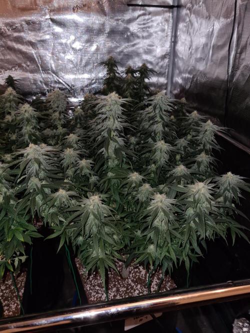 Haze Berry | Royal Queen Seeds. Week 19 - 21-10 #1 Lights off