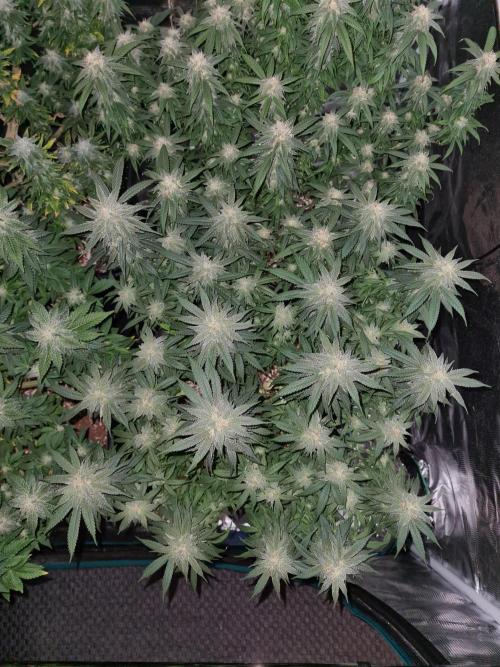 Haze Berry | Royal Queen Seeds. Week 19 - 21-10 #1 Lights off