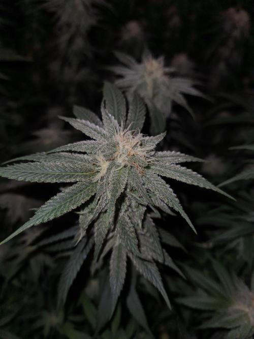 Haze Berry | Royal Queen Seeds. Week 19 - 21-10 #1 Lights off