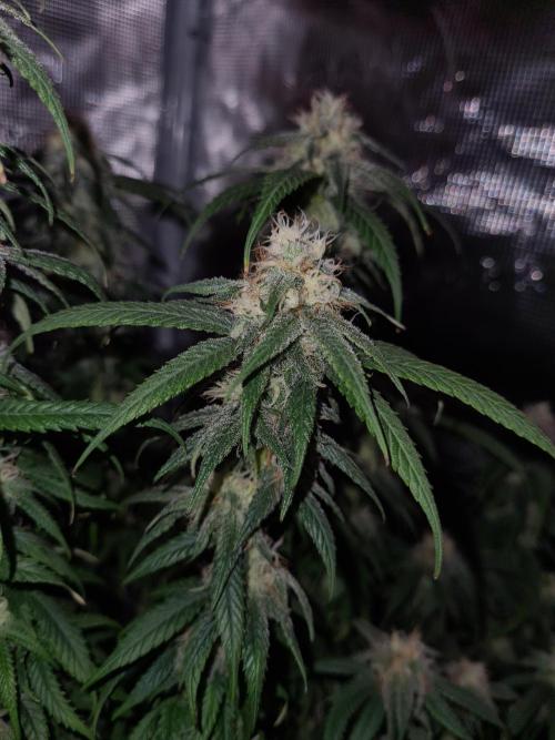 Haze Berry | Royal Queen Seeds. Week 19 - 21-10 #2 Lights off