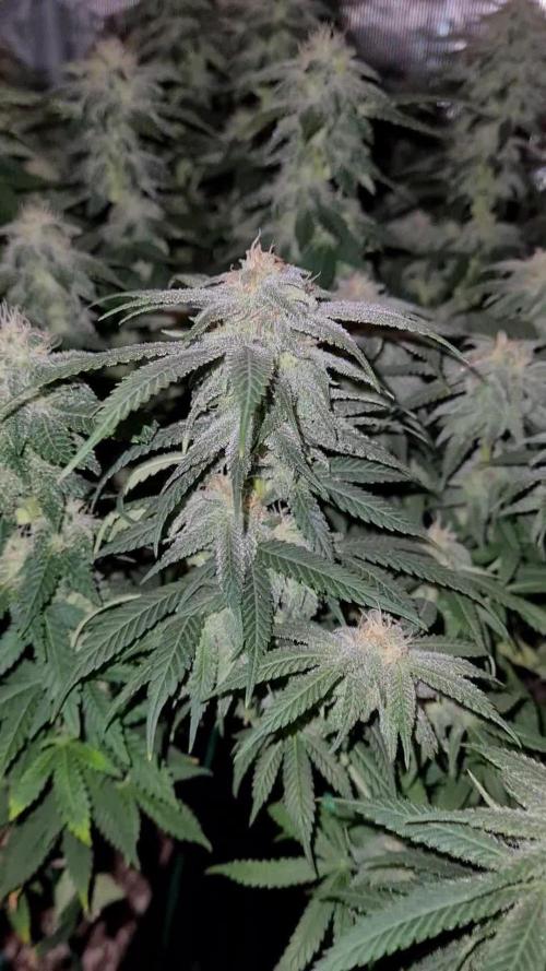 Haze Berry - Royal Queen Seeds