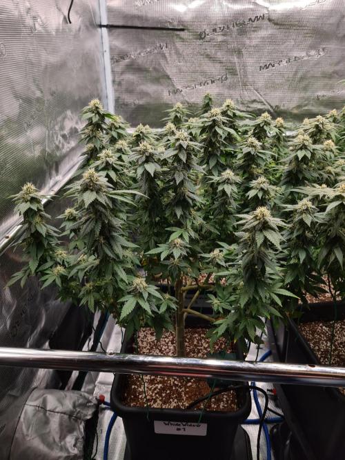White Widow | Green House Seed Co.. Week 19 - 21-10 #1