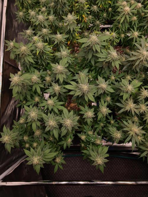 White Widow | Green House Seed Co.. Week 19 - 21-10 #1