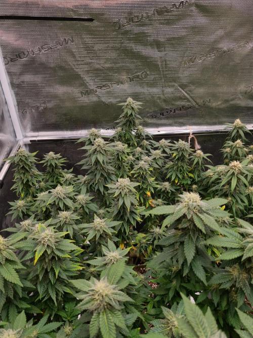 White Widow | Green House Seed Co.. Week 19 - 21-10 #2