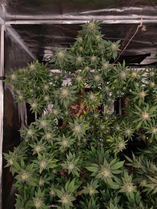White Widow | Green House Seed Co.. Week 19 - 21-10 #2