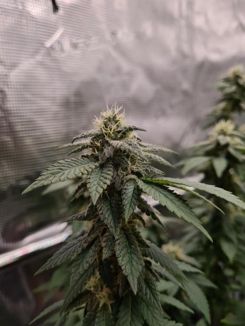 White Widow | Green House Seed Co.. Week 19 - 21-10 #1