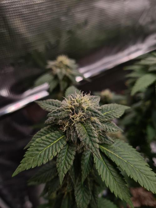 White Widow | Green House Seed Co.. Week 19 - 21-10 #1