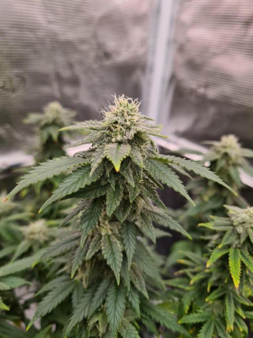 White Widow | Green House Seed Co.. Week 19 - 21-10 #2