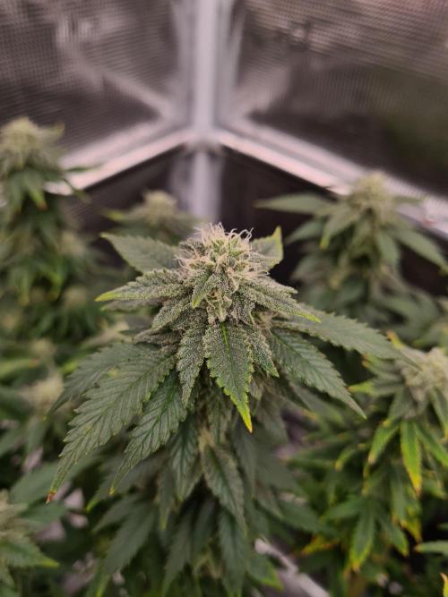 White Widow | Green House Seed Co.. Week 19 - 21-10 #2