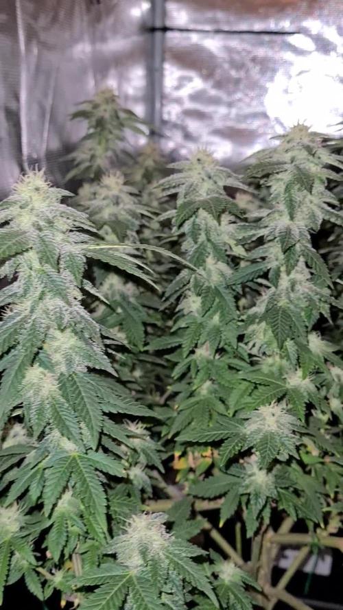 White Widow - Green House Seed Co.